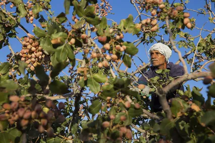 برداشت پسته در زرندیه