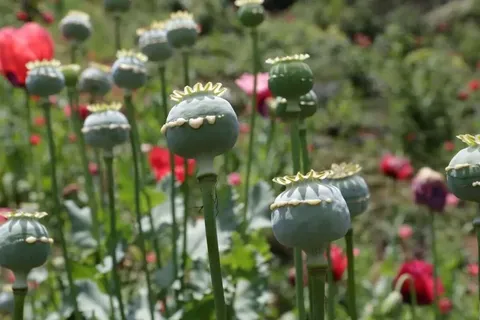 کشت خشخاش همچنان ممنوع است