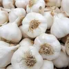 برداشت ۱۵۵۰۰ تن سیر از مزارع آذربایجان شرقی