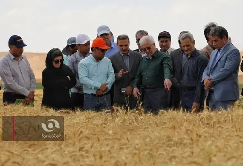 بازدید میدانی استاندار از بزرگ‌ترین مزرعه تولید گندم بذری خراسان شمالی/ وعده حمایت از تولیدکنندگان