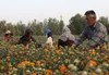 زنجان رتبه دوم تولید گلرنگ در کشور