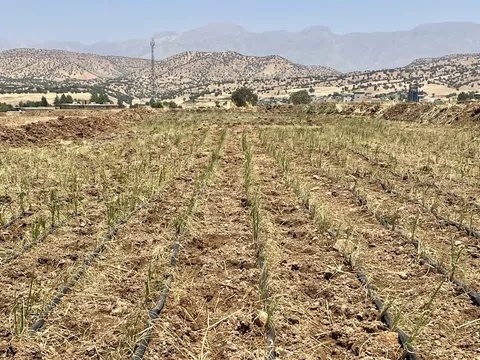 اجرای طرح خشکه‌کاری برنج در چگنی در راستای مدیریت مصرف آب لرستان