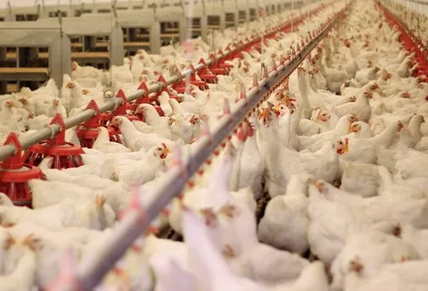 پایداری تولید در واحدهای مرغداری بندرعباس با عرضه بیش از ۴۴۰ تن گوشت