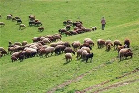 رشد ۱۸ برابری احاله مدیریت طرح‌های مرتعداری در هرمزگان