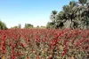 آغاز برداشت چای ترش از مزارع دشت آزادگان ‌