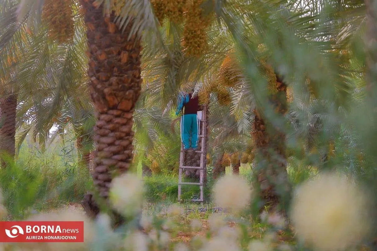 Harvesting Estemaran Dates in Khorramshahr’s Scorching Heat