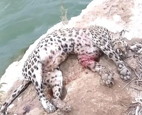 عاملان مرگ پلنگ در شهرستان لردگان شناسایی و دستگیر شدند