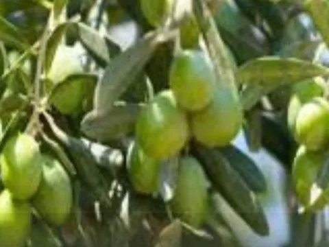 پیش‌بینی برداشت ۱۰ هزار تن زیتون از باغات گلستان