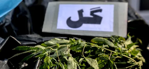 کشف یک تن ماده مخدر «گل» در اسدآباد