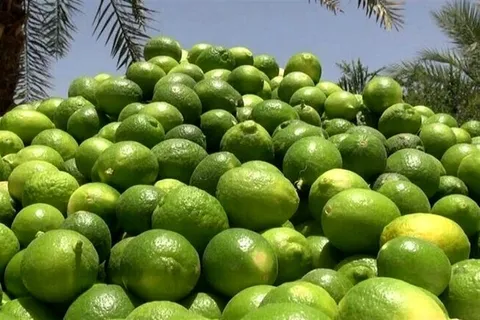 برداشت ۳۶ هزار تن لیموترش در استان بوشهر