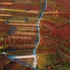 میزبانی شهرستان قاینات میزبان سه رویداد گردشگری پاییزی