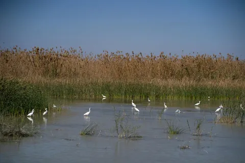 ثبت ۲۳۳ تالاب در فهرست رسمی آیین‌نامه قانون حفاظت از تالاب‌ها