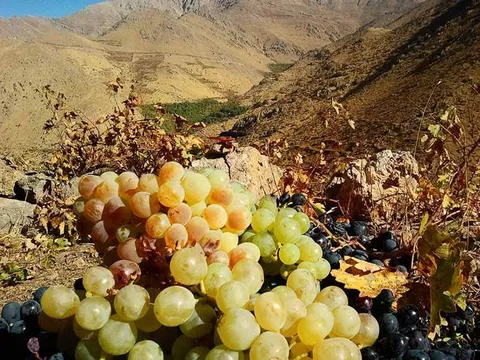 ۲ هزار و ۴۴۰ تُن انگور از باغات پاوه برداشت می‌شود