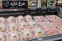 قیمت تمام‌شده مرغ زیر ۳۳۰ هزار تومان مرغداران را متضرر می‌کند