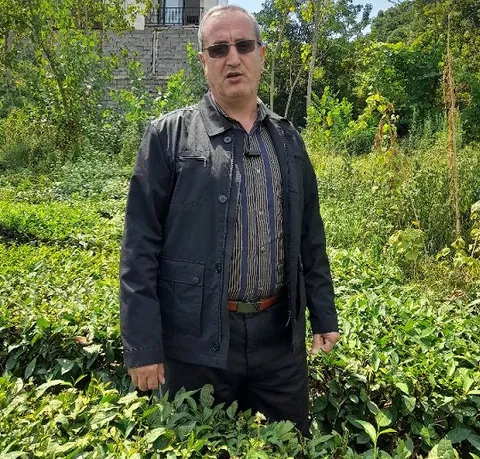 معاونت بهبود تولیدات سازمان چای کشور :جشنواره چای ابزاری مؤثر برای حمایت از اقتصاد چای است