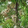 خراسان جنوبی قطب تولید بادام در شرق کشور