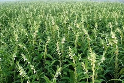 پیش‌بینی برداشت ۷۵۸ تن کنجد از مزارع شهرستان حاجی‌آباد