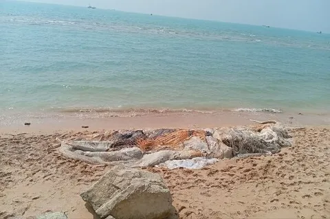 برخورد با شناور، علت مرگ نهنگ ۱۰ تنی در بندر چارک بود