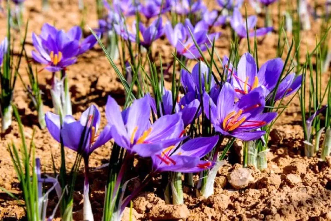 آغاز برداشت زعفران از ۱۱۰ هکتار مزارع استان قزوین