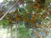 «کیوی» کالای اساسی نیست؛ یارانه ۶.۵ همتی لغو شد