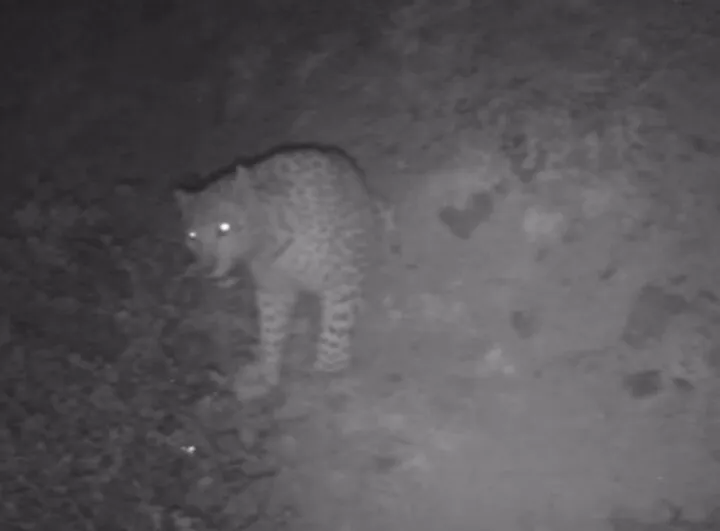 ثبت تصویر تازه از پلنگ ایرانی در ارتفاعات رودبار