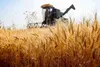 پرداخت ۶۰ درصد مطالبات گندم‌کاران استان/ واریز ۳۰۰۰ میلیارد تومان طی ۲ روز اخیر