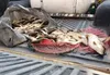 متخلف صید غیرمجاز ماهی در جوانرود دستگیر شد