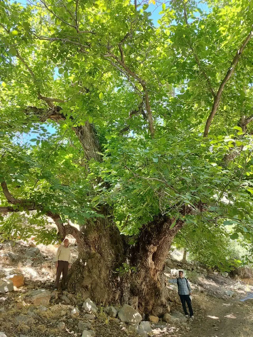 ثبت ملی کهن‌ترین درخت گردوی ایران در لرستان