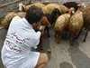 فعالیت ۴۰ تیم نظارت بهداشتی دامپزشکی خراسان جنوبی در ماه محرم
