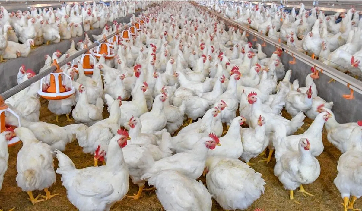دوگانگی تورم در مرغداری‌های صنعتی؛ افت فصلی در کنار رشد سالانه
