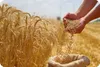 گام بلند خراسان شمالی در تأمین امنیت غذایی / کشت گندم از مرز ۳۰ هزار هکتار گذشت