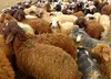 ناکامی قاچاقچیان در مرز کردستان با کشف ۳۸۸ رأس احشام قاچاق