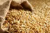 ۱۱هزار تن گندم و روغن از آسیای میانه وارد ایران می شود