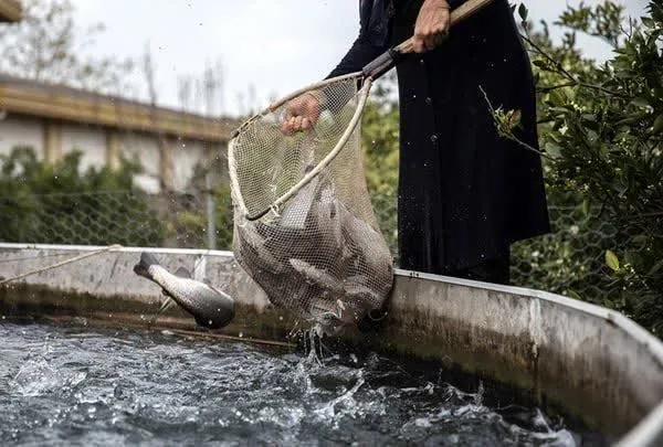 توزیع ۵۵۰ هزار قطعه بچه ماهی بین بهره برداران خراسان جنوبی