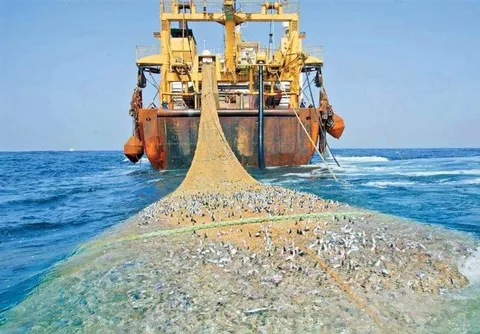 ۱۶ متخلف صید ترال در جاسک دستگیر شدند