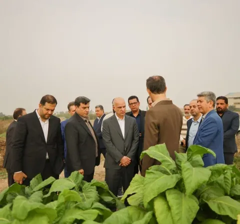 حمایت ۹۰ میلیارد تومانی دخانیات ایران از توتون‌کاران گلستانی