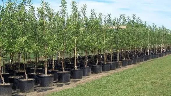 توزیع نهال رایگان در ۲۲ بوستان منتخب پایتخت به مناسبت روز طبیعت