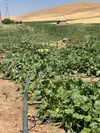 کشت ۷ هزار و ۴۰۶ هکتاری چغندرقند در لرستان