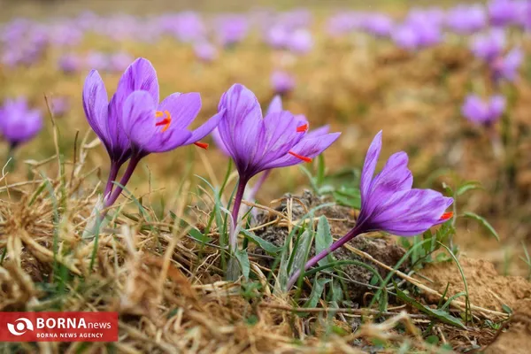 برداشت زعفران در کشمیر
