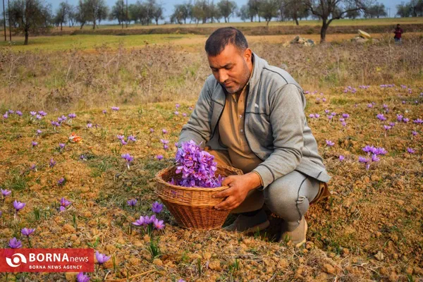 برداشت زعفران در کشمیر