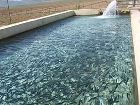 ۱۲۲ پروژه شیلاتی در ۲۳ به مناسبت هفته دولت افتتاح می شود