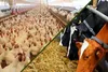 دانش و فناوری کلید غلبه بر چالش‌های صنعت دام، طیور و آبزیان