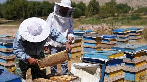 صادرات عسل ایران در مسیر چندبرابر شدن/ تولید ۱۲۷ هزار تن در سال گذشته