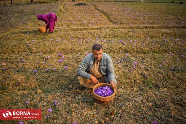 برداشت زعفران در کشمیر