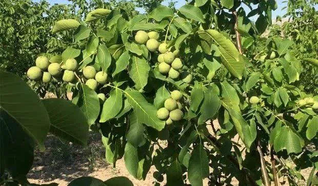 آغاز برداشت بیش از ۲ هزار تُن گردو از باغ‌های صیدون