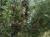 رتبه نهم  لرستان در حوزه باغبانی