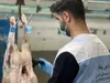تمرکز دامپزشکی چهارمحال و بختیاری بر کنترل بیماری‌های مشترک