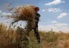 کاهش ۴۰ درصدی قیمت جهانی گندم از ۳ سال گذشته