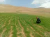 پایش مستمر مزارع گندم برای پیشگیری از شیوع آفت سن و زنگ زرد در شهرستان فارسان