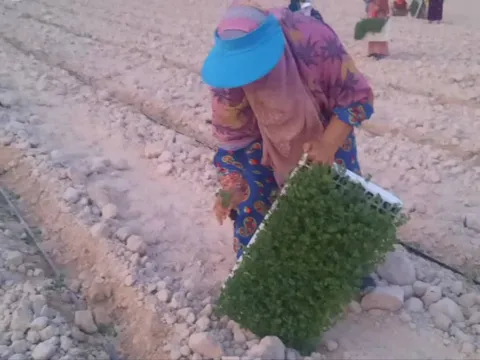 آغاز کشت نشاء گوجه فرنگی در مزارع شهرستان پارسیان